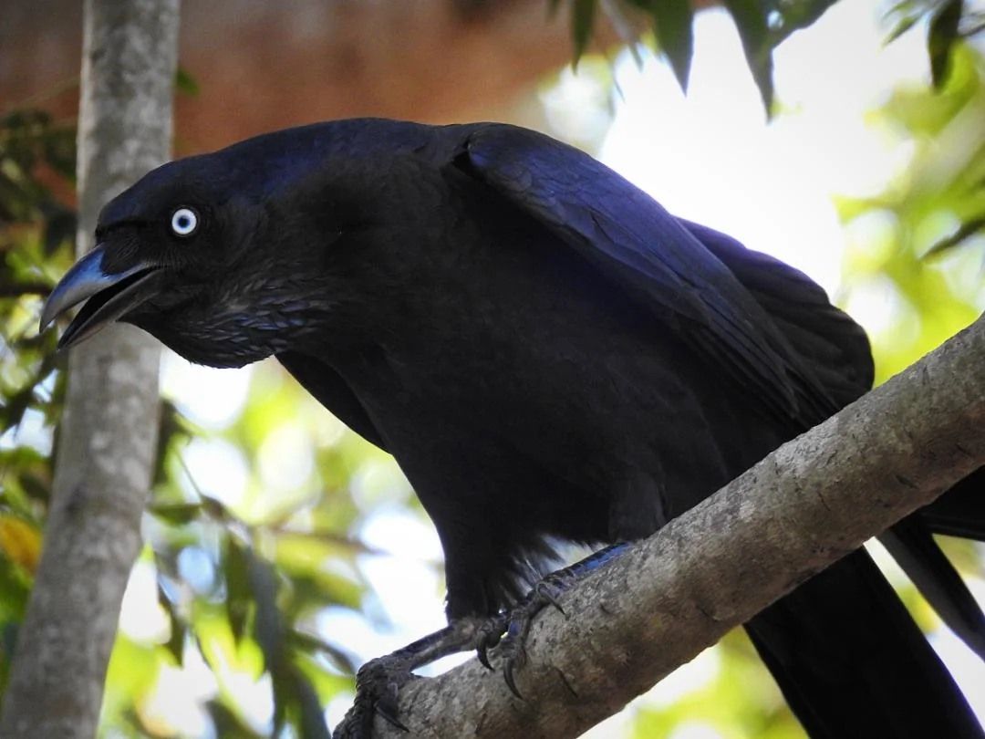 Corvid Party! Magpie Mishegas! Like the Baltimore Ravens but different!