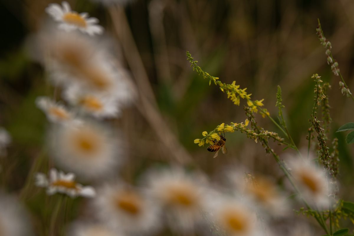 50+ AARP Walk Series: Pollinators