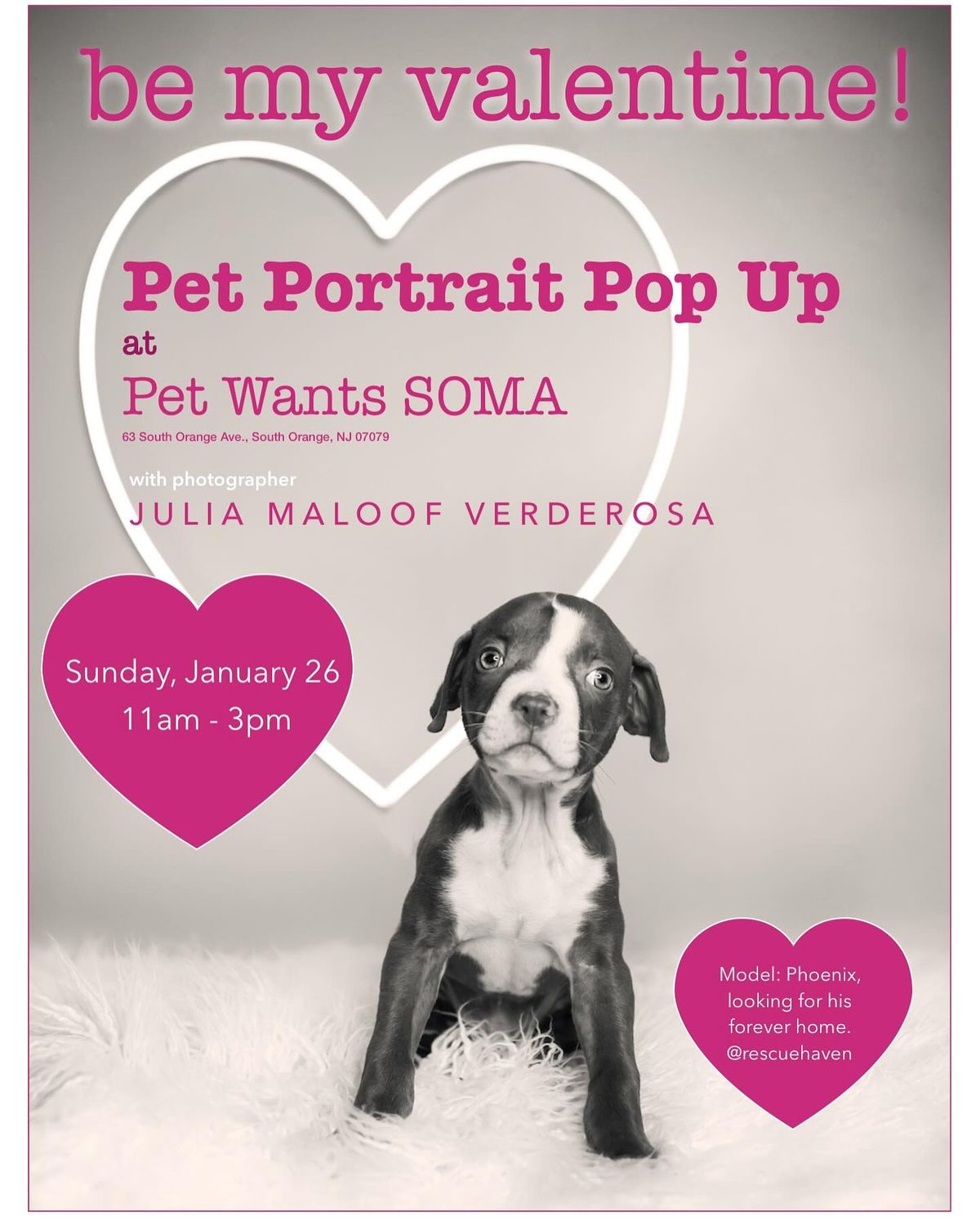 Pet Portrait Pop-Up