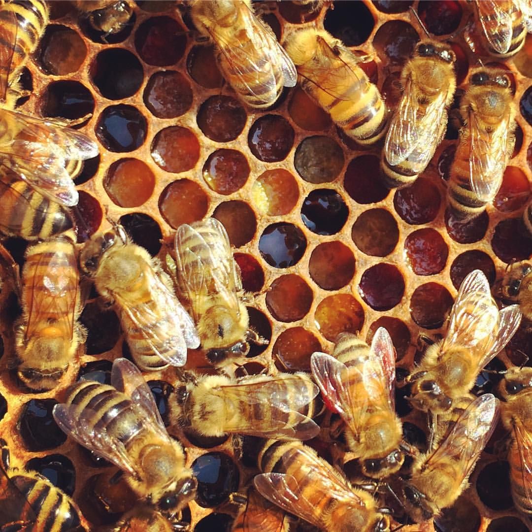 Urban Rooftop Beekeeping 