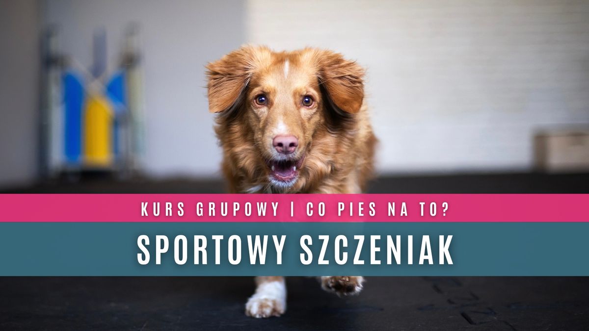 Sportowy szczeniak - kurs grupowy | Co pies na to?