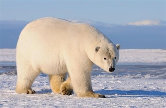 Accessible Adventures: Winter Habitats 1\/5\/26