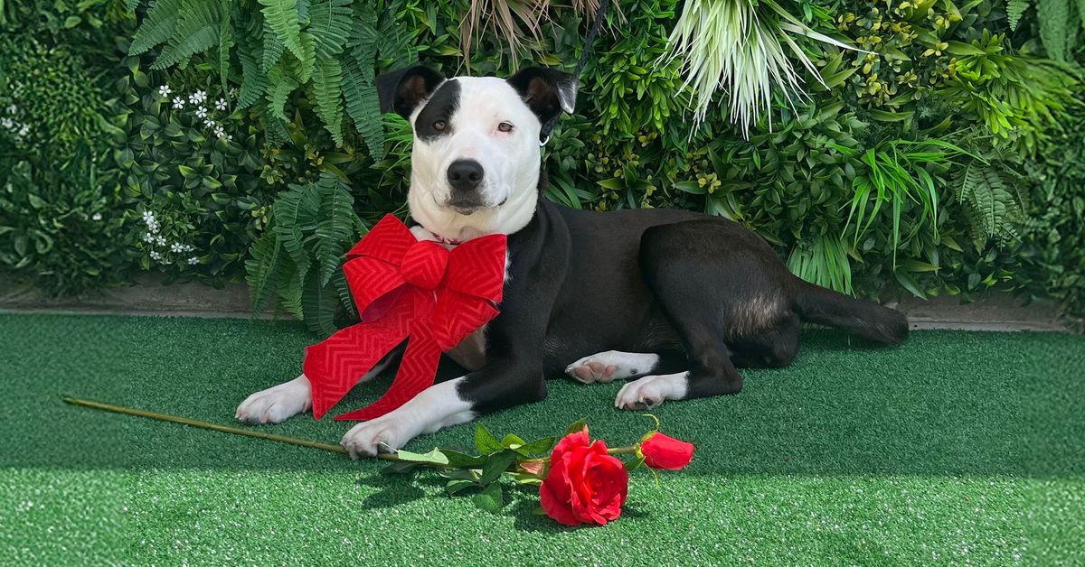 OPEN DAY - Pukekohe Adoption & Education Centre