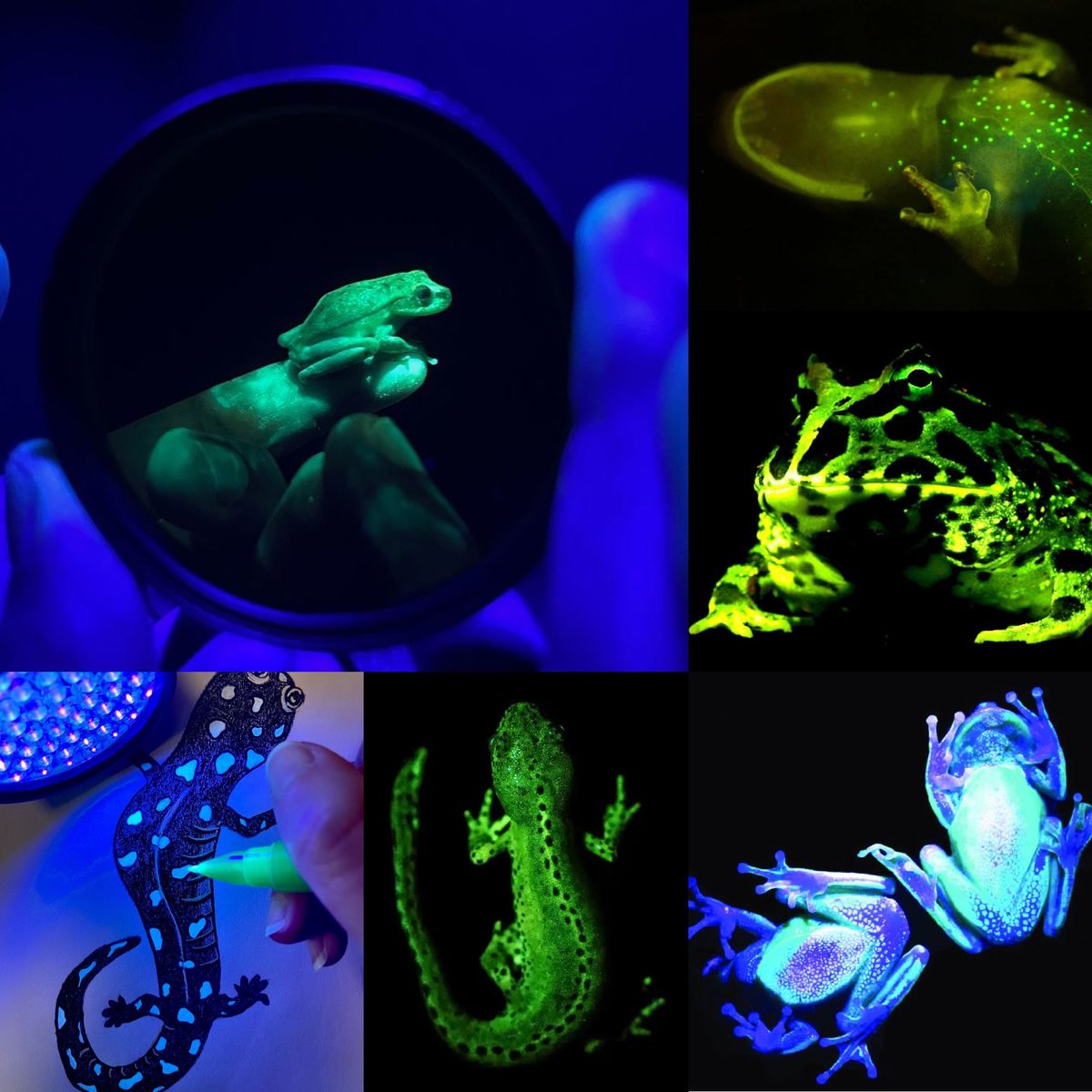 Glowing Amphibians Homeschool Workshop