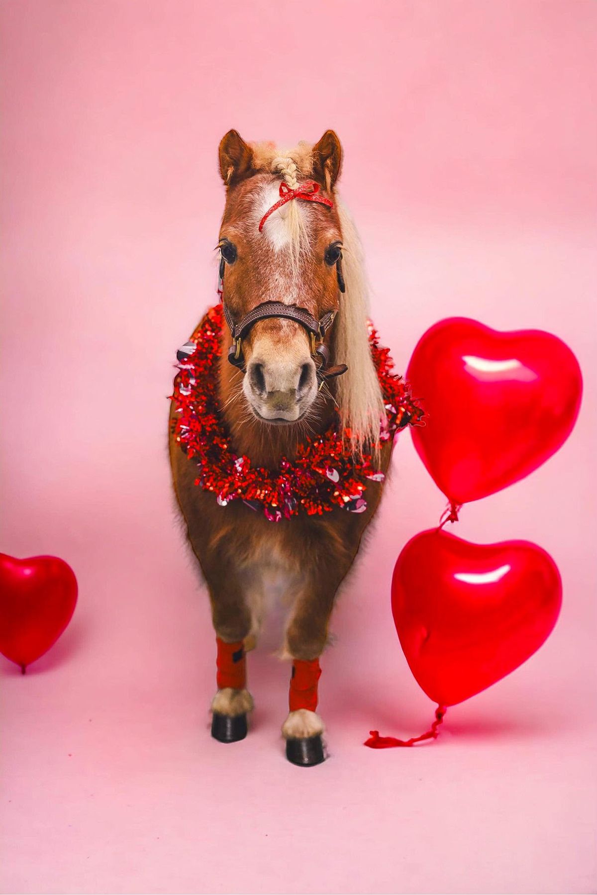 Valentine\u2019s Day Minis with Sawdust the Pony!