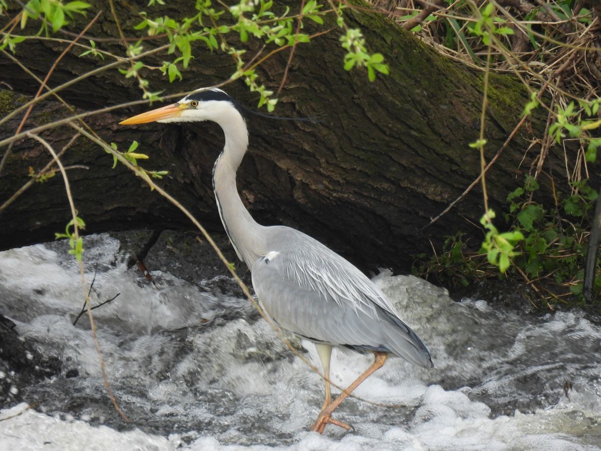 Alrewas Bird Walk 