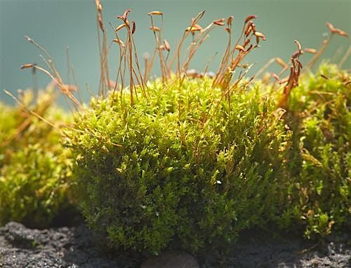 Moss Workshop - The Paddock