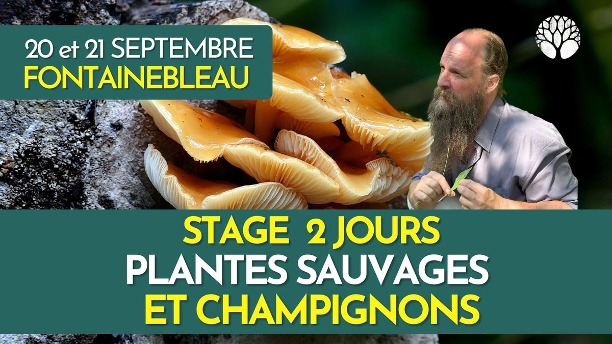 PLANTES SAUVAGES & CHAMPIGNONS - 2 JOURS