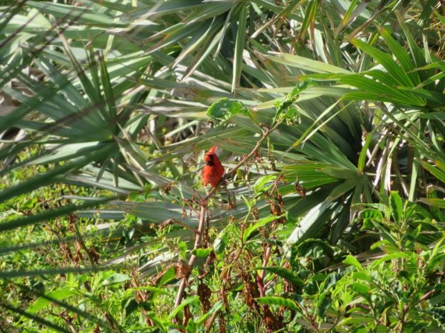 GUIDED NATURE WALK