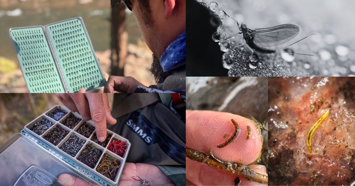 201 Entomology, Fly Selection and Rigging with Juan Ramirez and Tyler Boroff- Scuds, Leeches, etc 