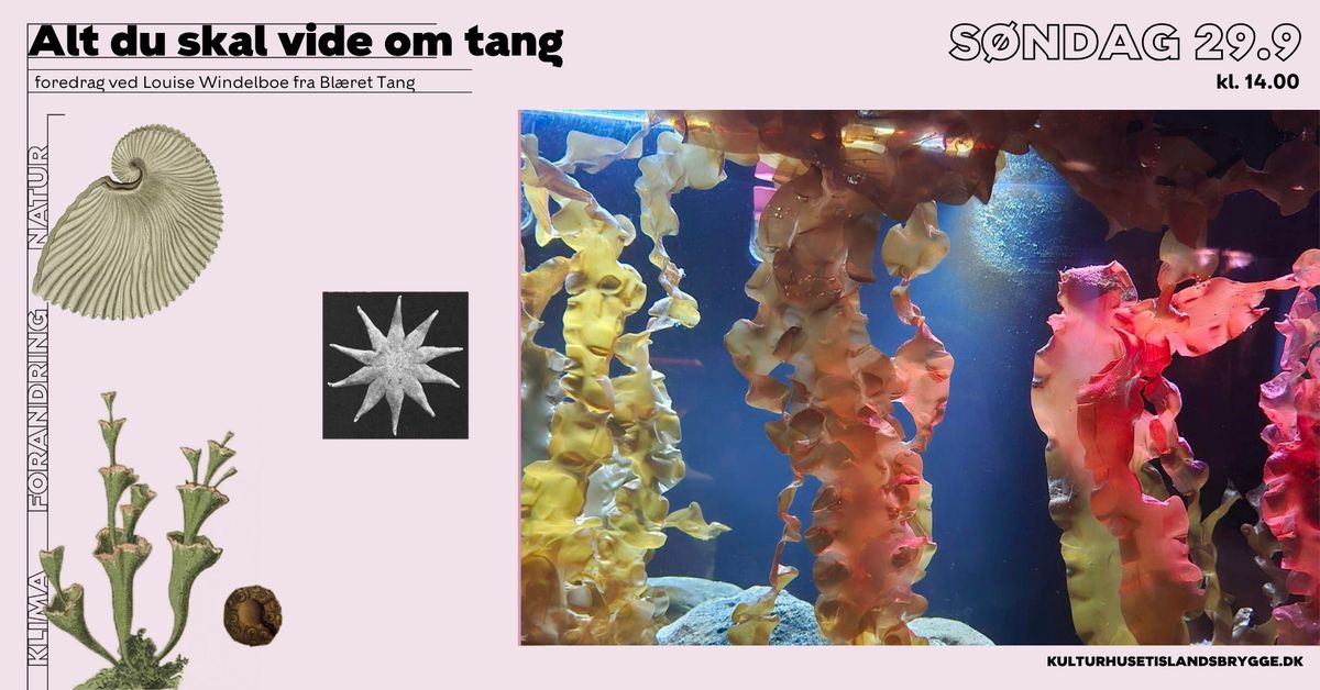 Alt du skal vide om tang - foredrag ved Louise Windelboe | Kulturhuset Islands Brygge