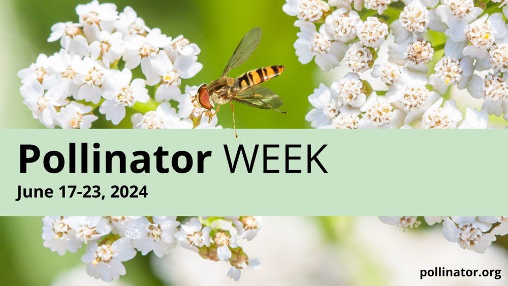 Rapid City Pollinator Week Celebration