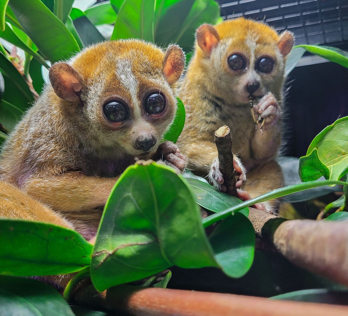 4. Mitternachtsf\u00fchrung im Zoo *ausgebucht*