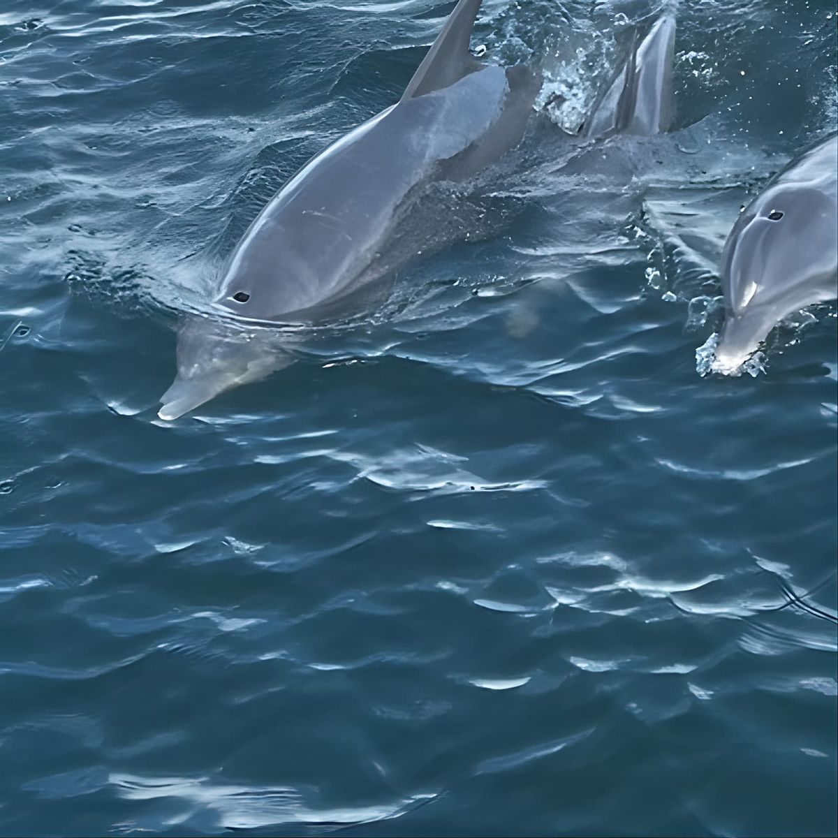 Frisky Mermaid Dolphin + Scenic Bay Sightseeing Tour