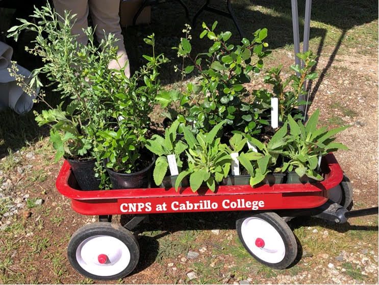 Santa Cruz County Chapter CNPS Fall 2024 Plant Sale!