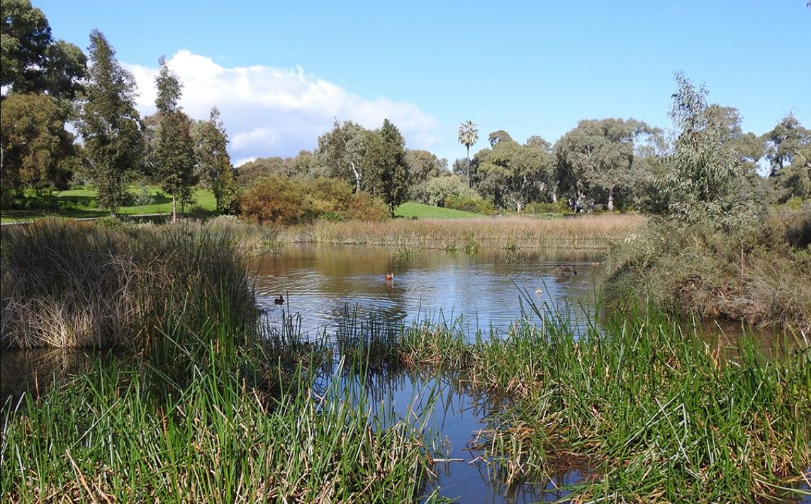 Twilight walk - Oaklands Park Wetland