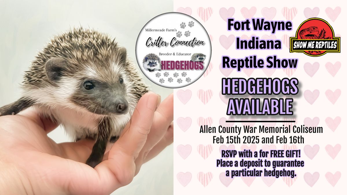 Hedgehogs in Fort Wayne @ Indiana Reptile Show