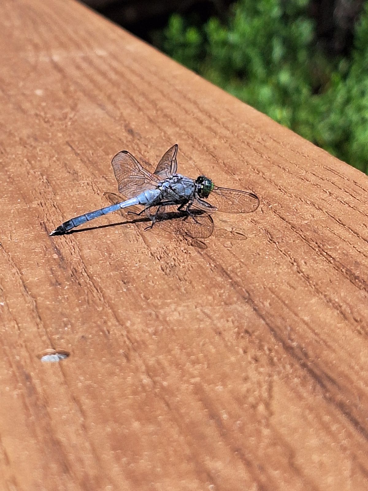 Delving into Dragonflies and Damselflies