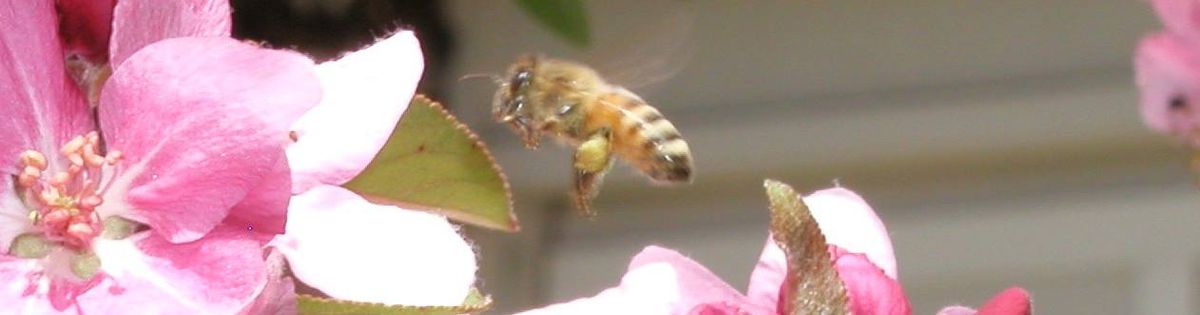 May Madness: Beekeeping Seasonal Management for Peak Honey Production