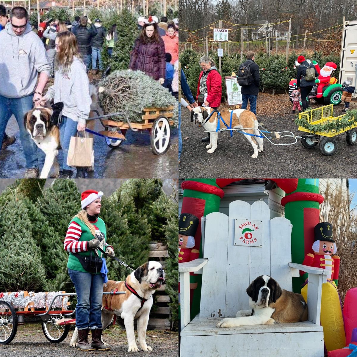 NESBC Smolak Farms Meet & Greet and Tree Pull