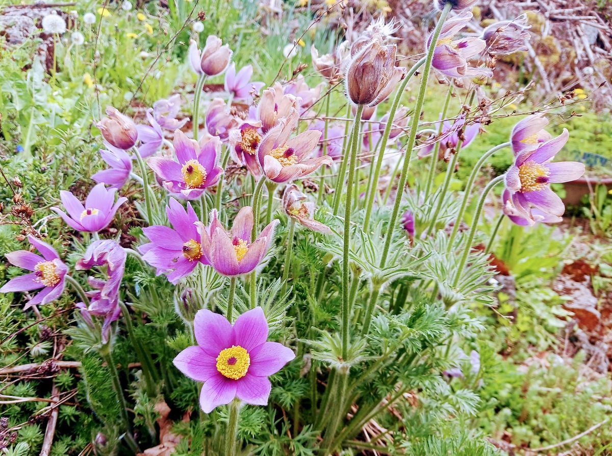 Spring Medicinal Market