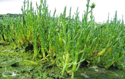 Plantes comestibles du bord de mer