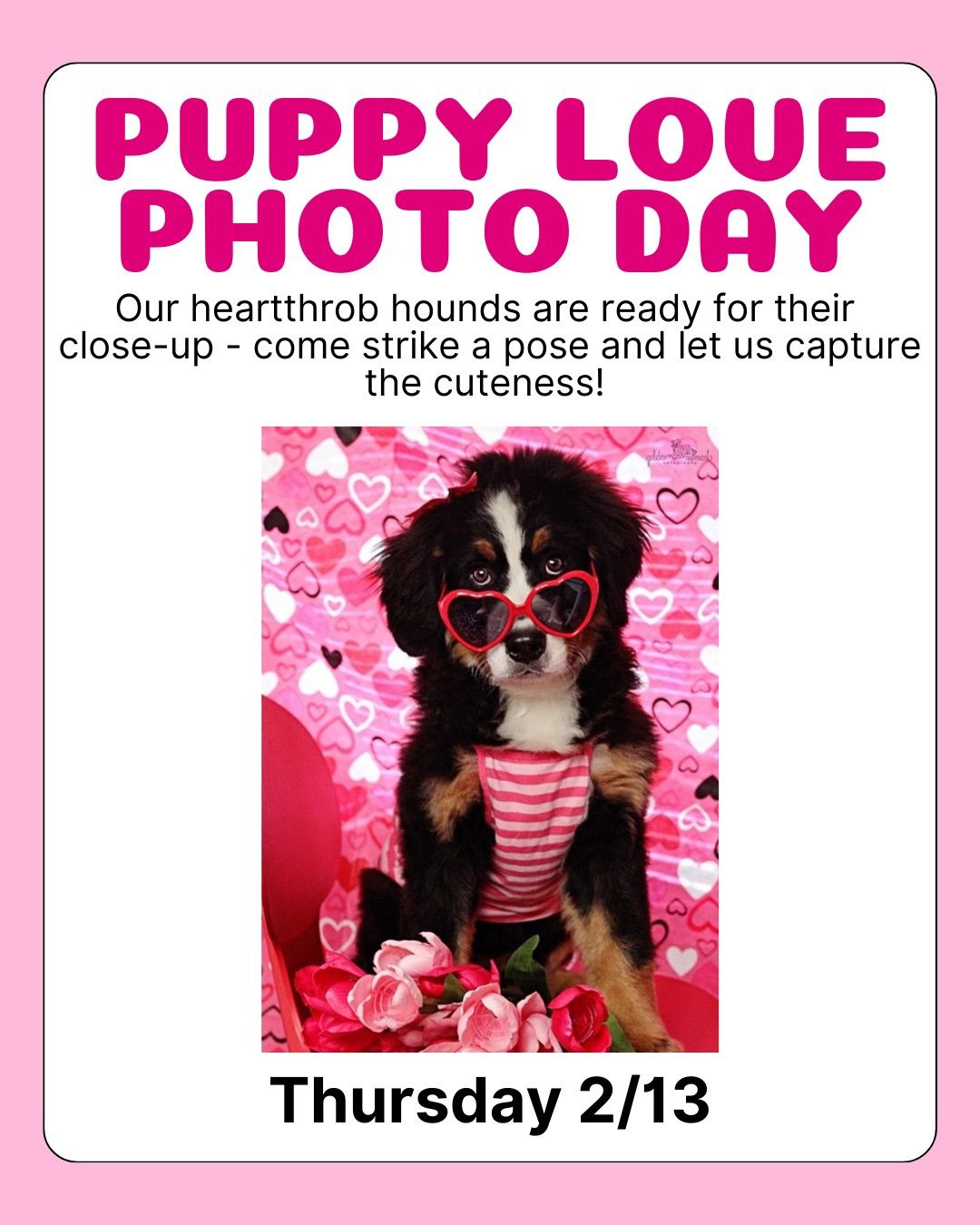 PUPPY LOVE PHOTO DAY \ud83d\udc36\ud83d\udc3e\ud83e\ude77