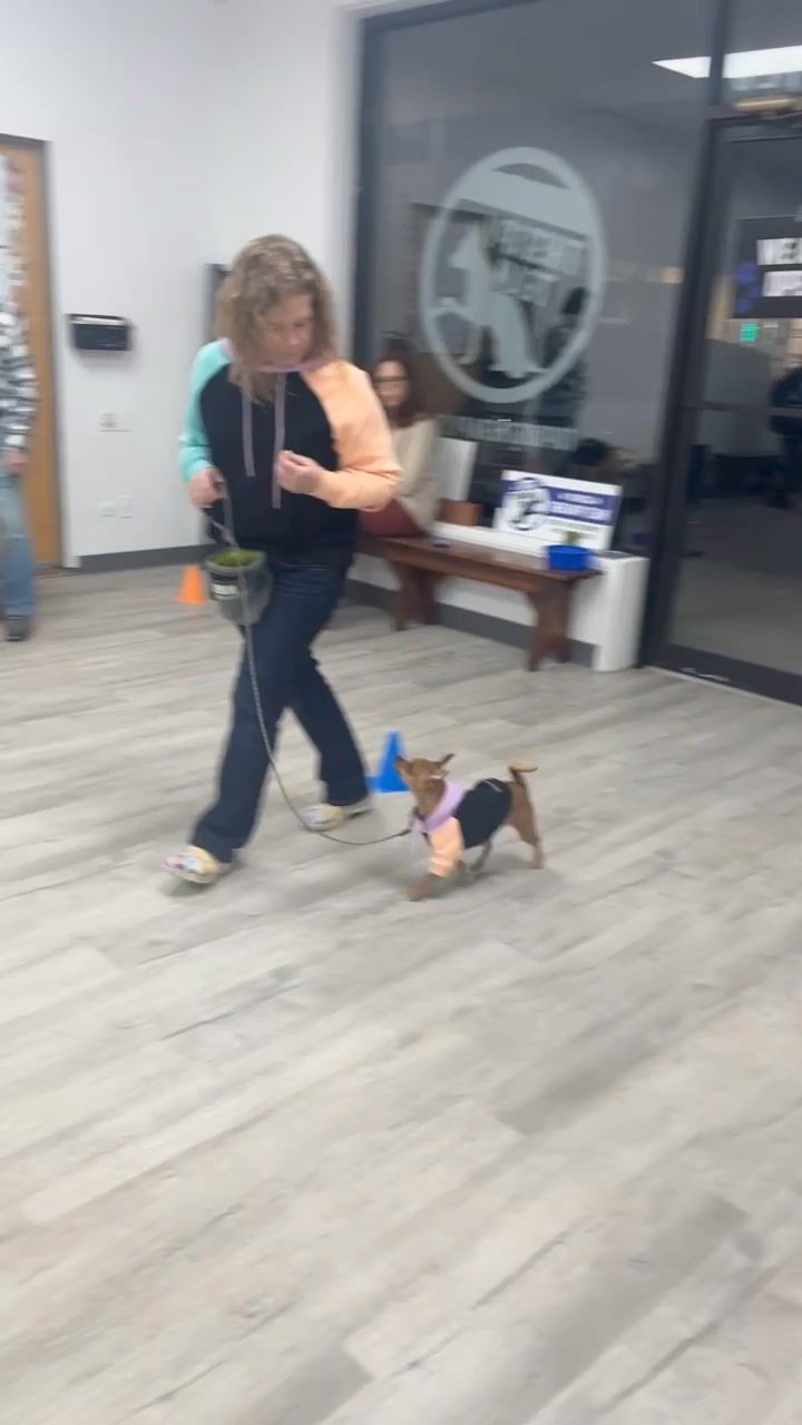 Advanced Walking with Distractions Class 