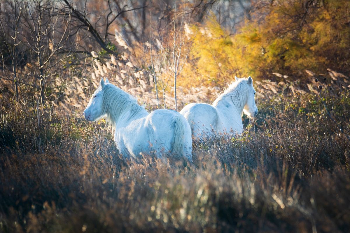 Stage photographique en Camargue