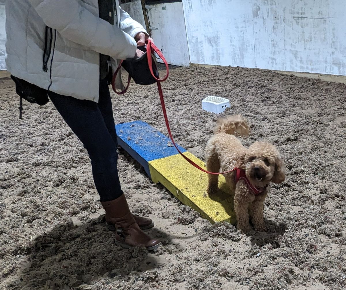 Puppy foundation agility workshop