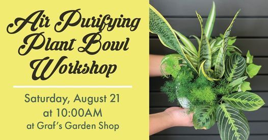 Air Purifying Plant Workshop