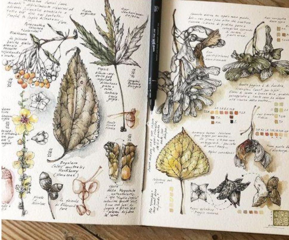 Nature Sketchbook for Everyone with Carolyn DiFiori Hopkins, MFA