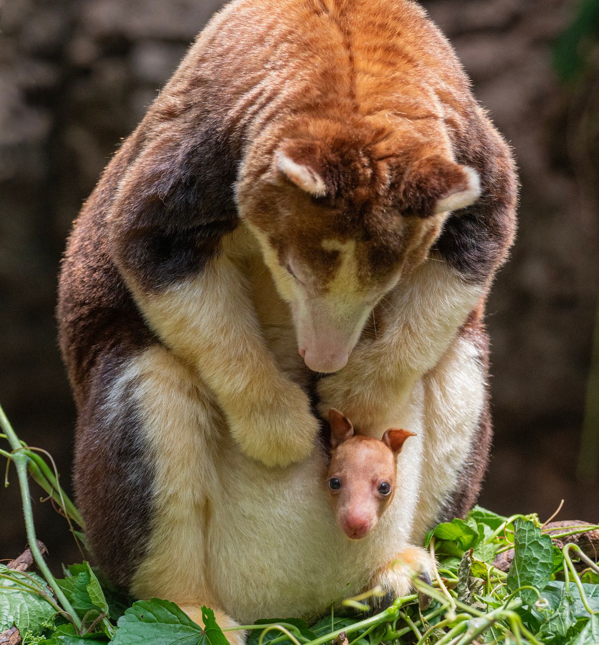 Joey Banks' Holiday Show Spectacular!