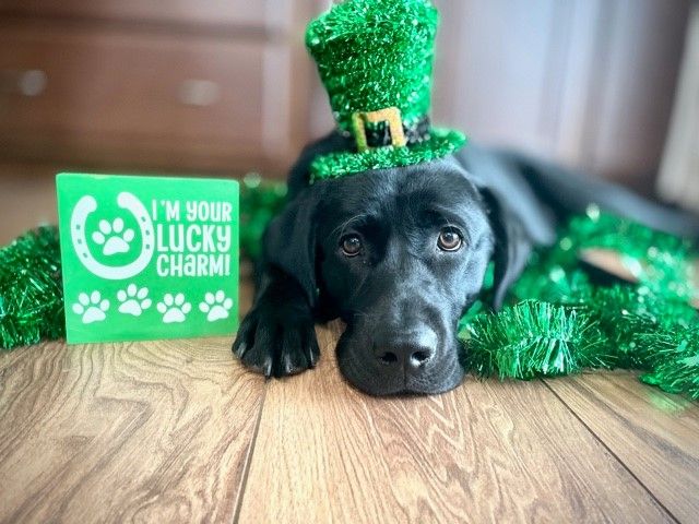 St. Patrick's Day Doggie Dinner