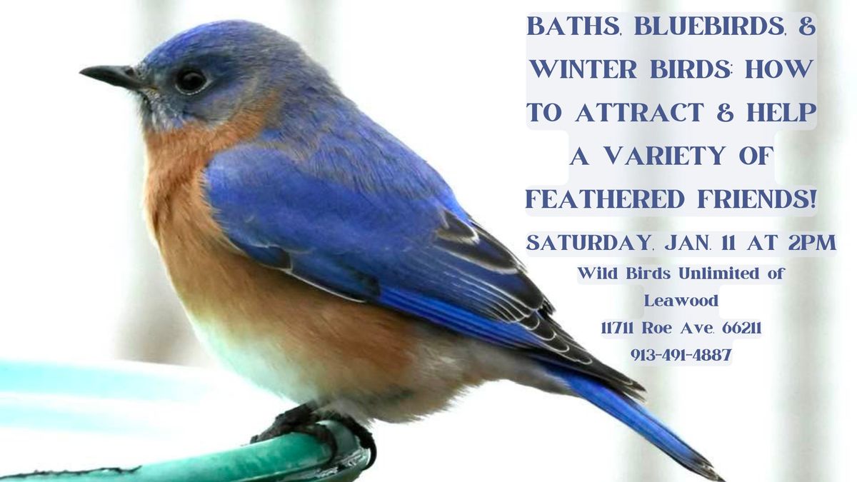 Baths, Bluebirds & Winter Birds! 