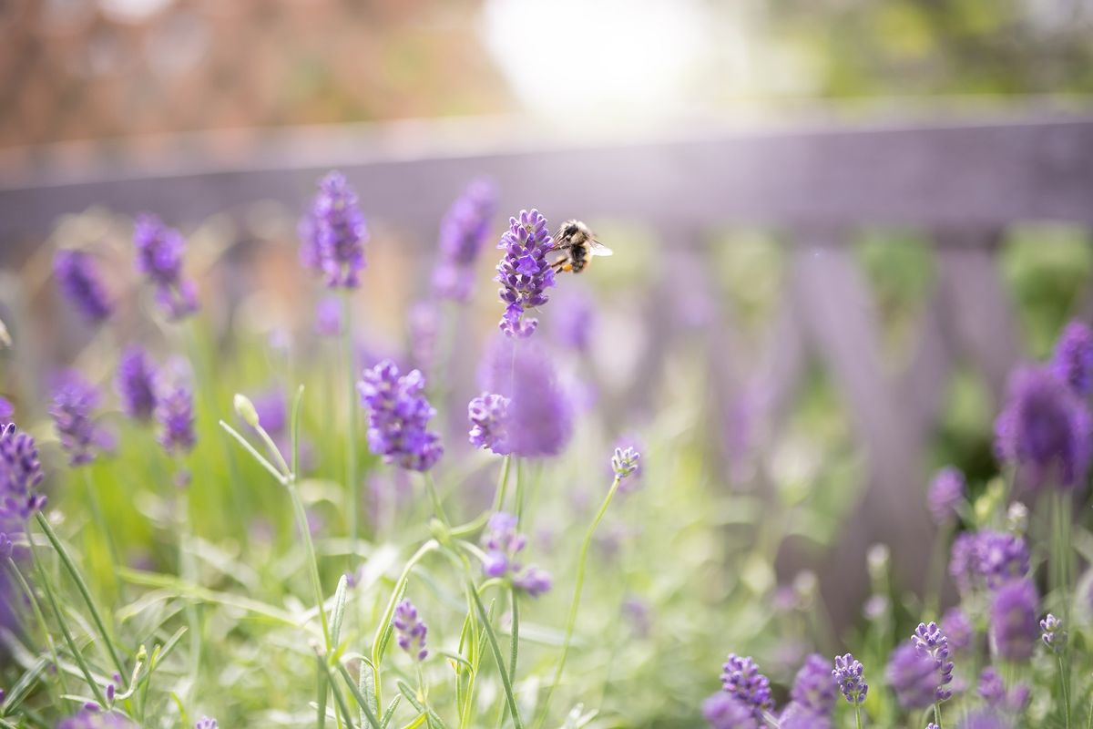 Honeybees: Spill the Bee at GARDENWORKS Saanich