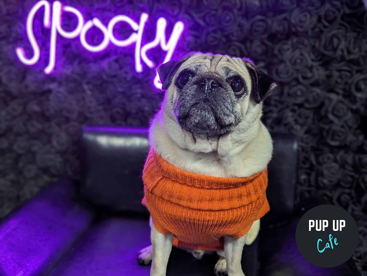 Halloween Pug Pop Up Cafe - Liverpool