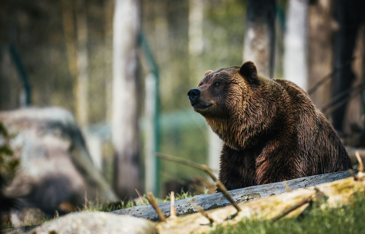 Grizzly Bears of Yellowstone 