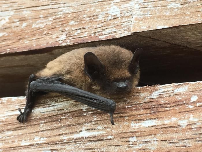 Sortie Natura 2000 LARRUN-XOLDOKOGAINA : A la d\u00e9couverte des chauves-souris.