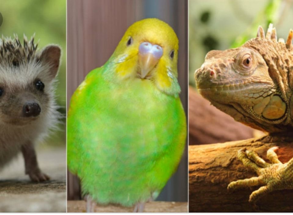 Chattanooga TN Exotic Pet Expo April 5 & 6, 2025