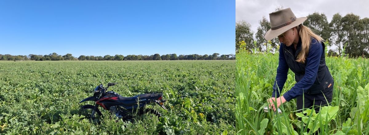 Building Farm Resilience - Weatherly family Field Day