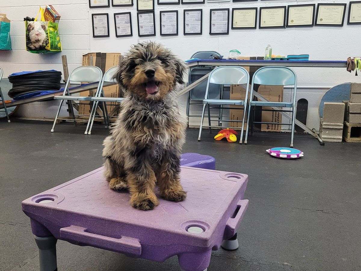 Good Puppy Play and Train Class