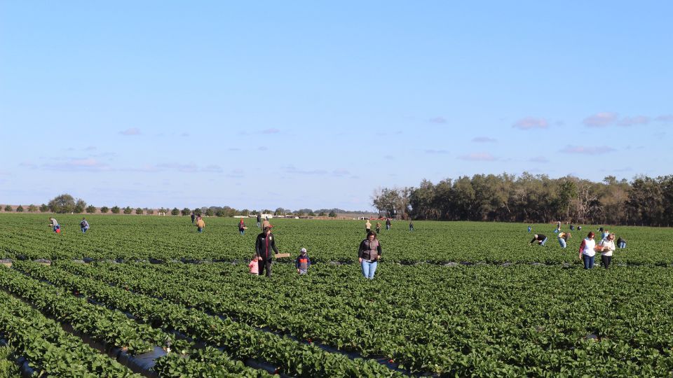 Strawberry U-Pick + Kid Zone