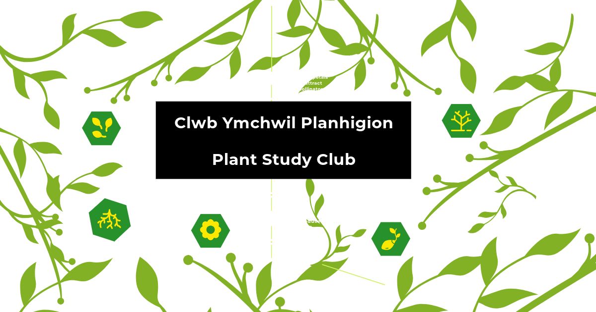 Clwb Ymchwil Planhigion - Plant Study Club