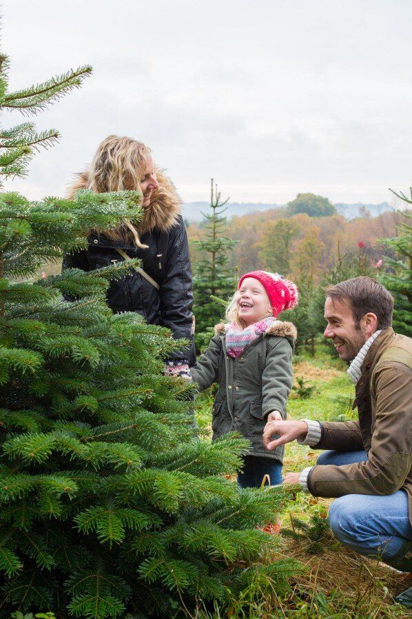 Cut your own Christmas Tree - Reservations