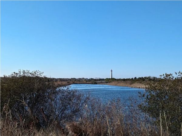 Birding Cape May Point Point