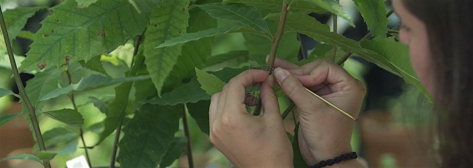 Clear Day Thunder: Rescuing the American Chestnut