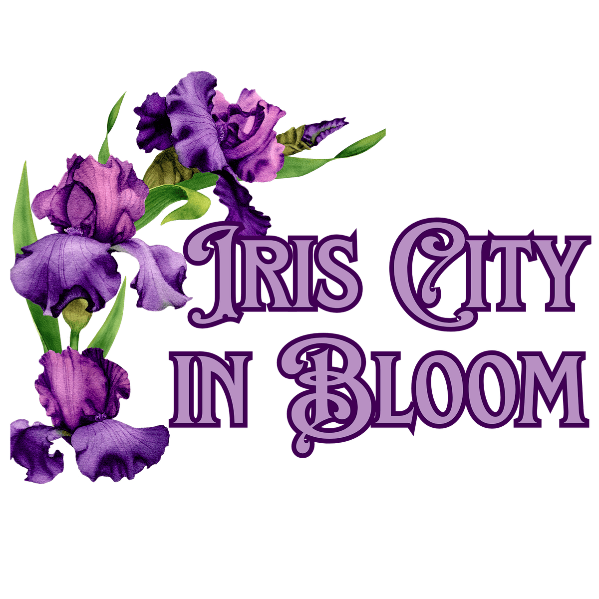 Iris City In Bloom