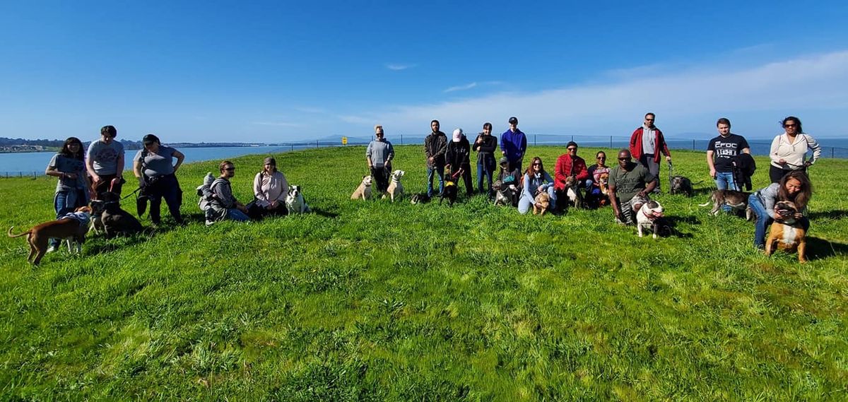 CA Pit Bull Holiday Pack Walk: Hercules