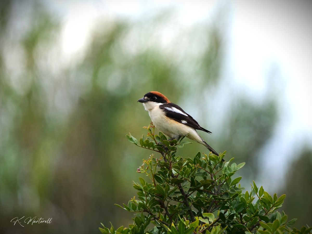 Sortie oiseaux \u00e0 Fontjoncouse